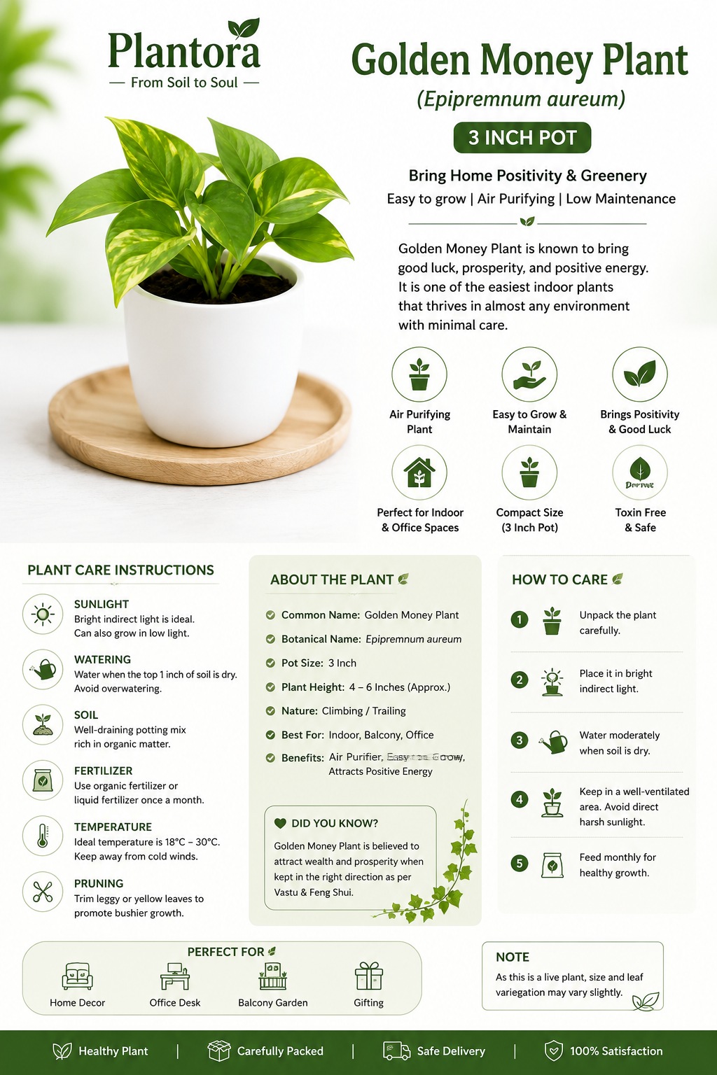 Golden Money Plant in 3 Inch Pot | Live Indoor Air Purifying Plant
