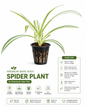 Healthy Spider Plant in Premium Net Pot | Bare Root Live Indoor Plant
