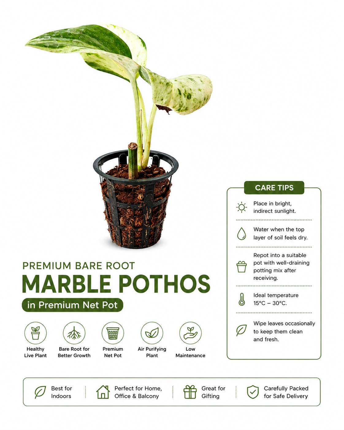Premium Marble Pothos (Money Plant) in Net Pot | Bare Root Live Indoor Plant