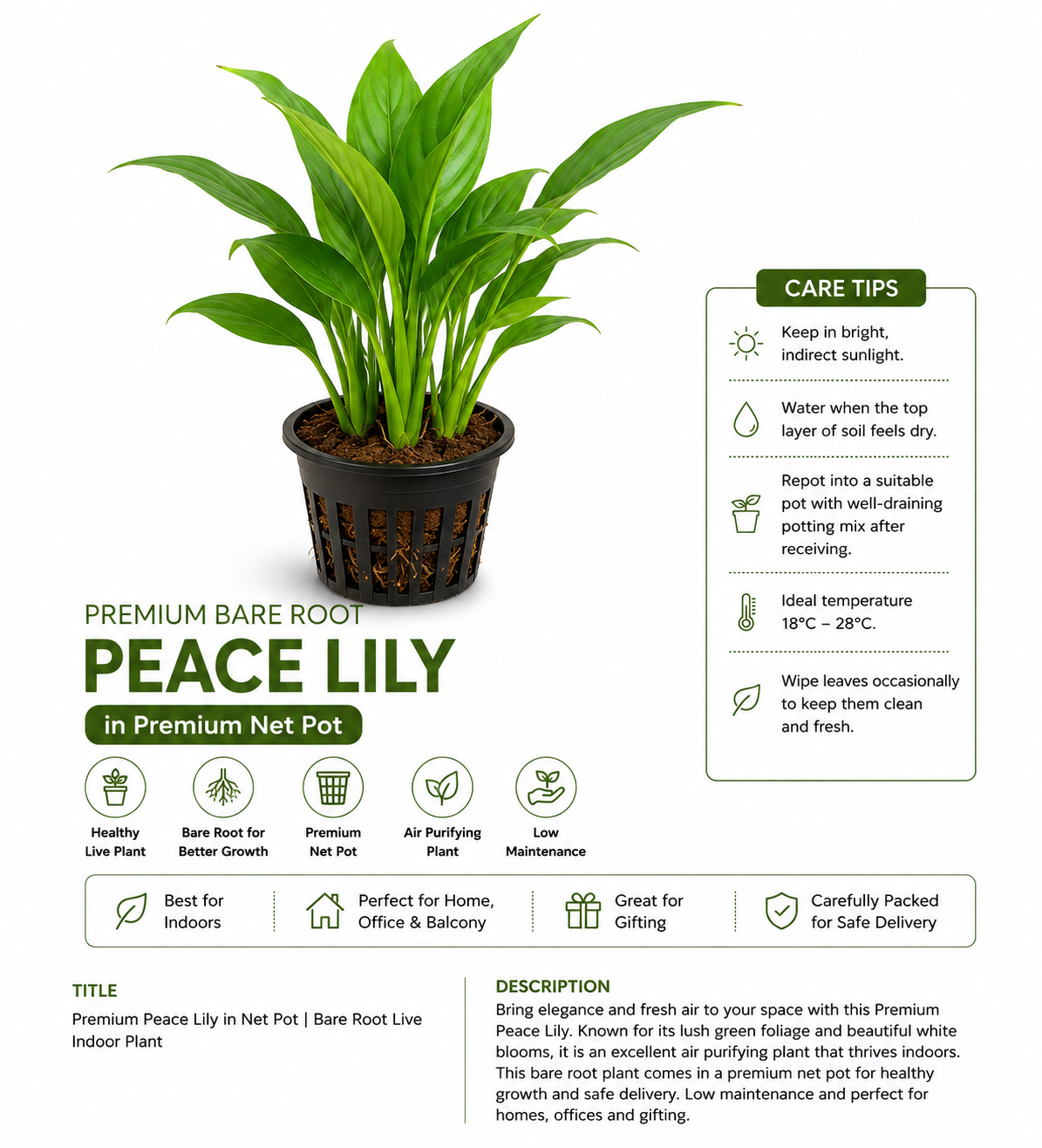 Premium Peace Lily in Net Pot | Bare Root Live Indoor Air Purifying Plant