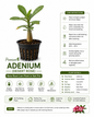 Premium Adenium (Desert Rose) in Net Pot | Bare Root Live Flowering Plant