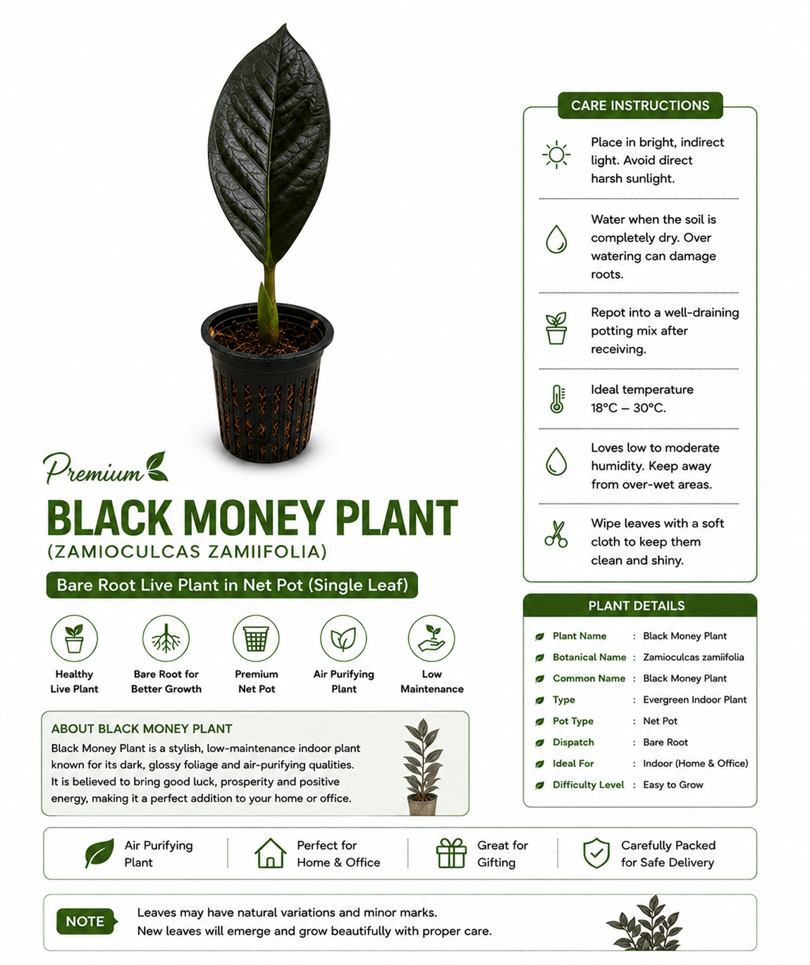 Premium Black Money Plant (Single Leaf) in Net Pot | Bare Root Live Indoor Plant