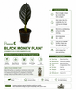 Premium Black Money Plant (Single Leaf) in Net Pot | Bare Root Live Indoor Plant