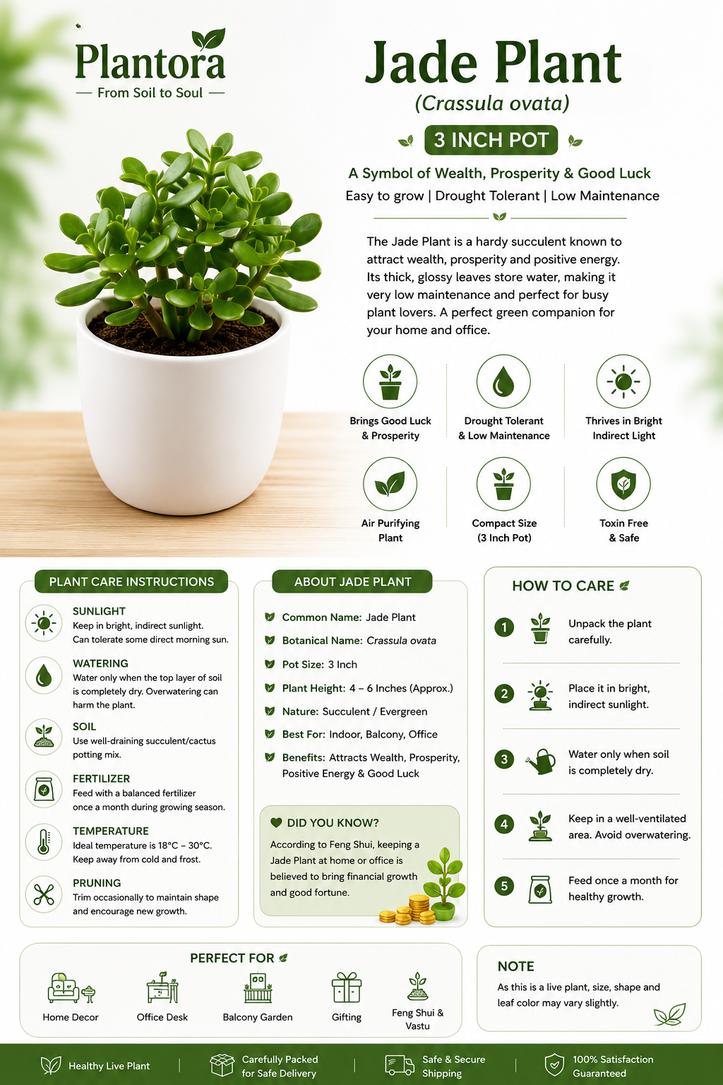 Jade Plant in 3 Inch Pot | Live Succulent Indoor Plant for Home & Office