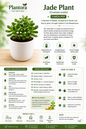 Jade Plant in 3 Inch Pot | Live Succulent Indoor Plant for Home & Office