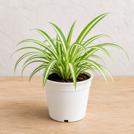 Spider Plant in 3 Inch White Pot | Live Indoor Air Purifying Plant