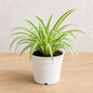 Spider Plant in 3 Inch White Pot | Live Indoor Air Purifying Plant