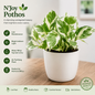 N'Joy Pothos in 3 Inch White Pot | Live Variegated Indoor Plant