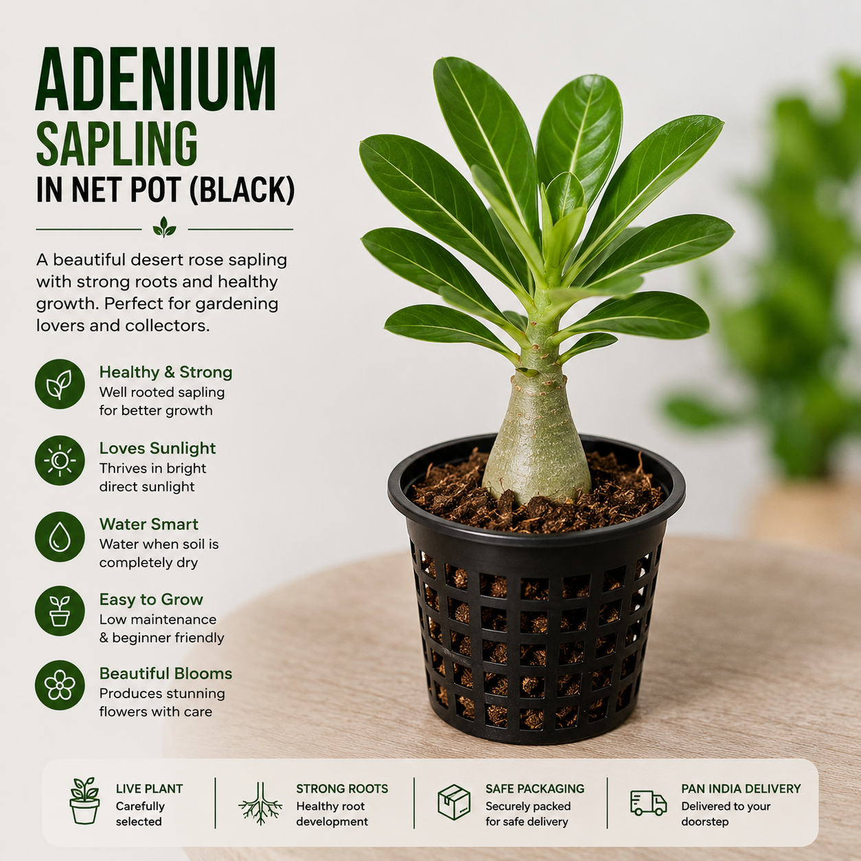 Premium Adenium Sapling in Net Pot