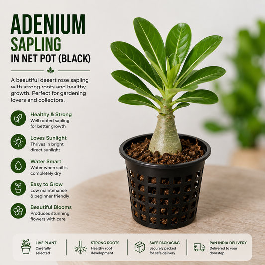 Premium Adenium Sapling in Net Pot