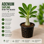 Premium Adenium Sapling in Net Pot