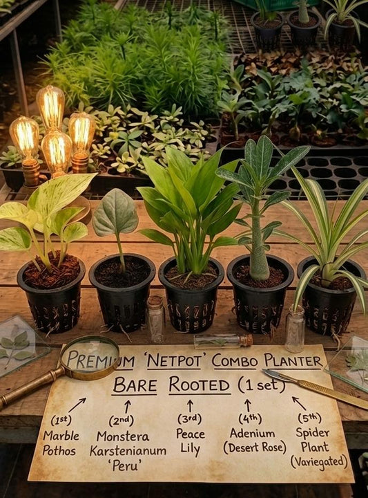 Premium 5 Bare Root Indoor Plants Combo in Net Pots | Air Purifying Live Plant Set